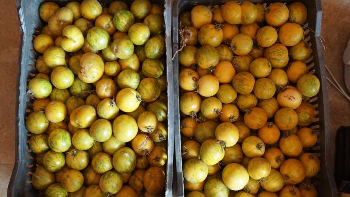The harvest this year in the Bekaa Valley was rich.