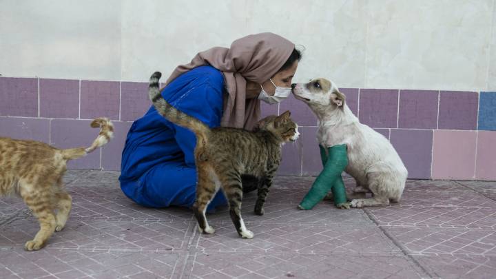 Tierheim Iran Tierheim Iran