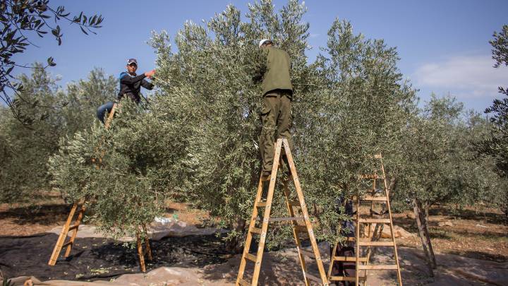 Gazastreifen und das Westjordanland 