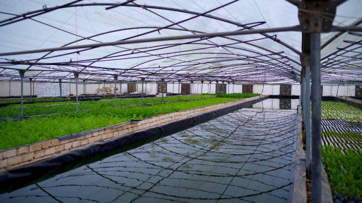 Agrimatic Farms outside Cairo