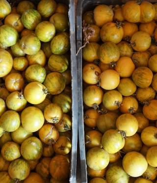 The harvest this year in the Bekaa Valley was rich.