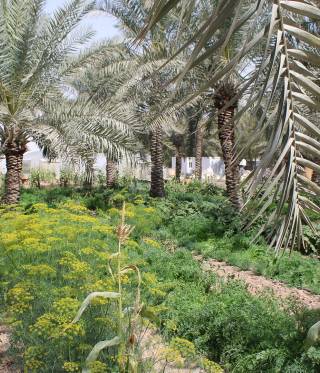 Landwirtschaft in Katar