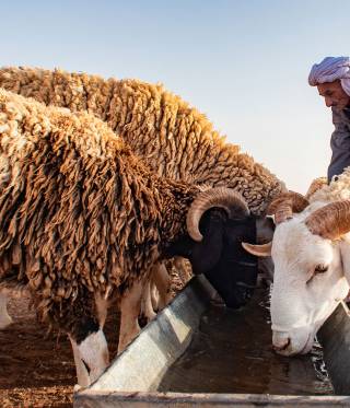 Klimawandel in der Sahara Klimawandel in der Sahara