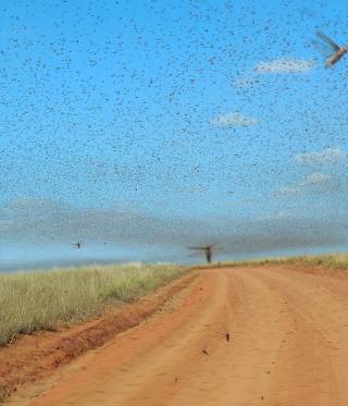 Der Krieg im Jemen und Heuschrecken in Ostafrika und der Arabischen Halbinsel