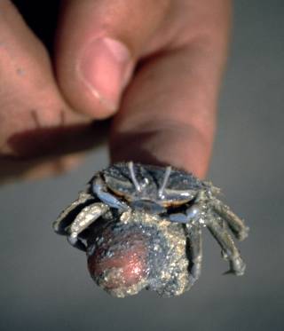 Interview zum Naturraum Persischer Golf Interview zum Naturraum Persischer Golf