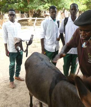 Dr. Kebba Daffeh versteht sich als Anwalt der Tiere und Menschen Dr. Kebba Daffeh versteht sich als Anwalt der Tiere und Menschen