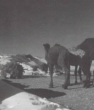 Marokkanische Winterreise