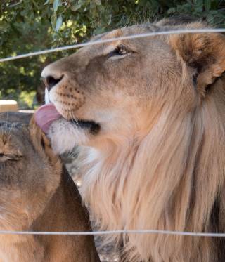 Tierheim in Jordanien